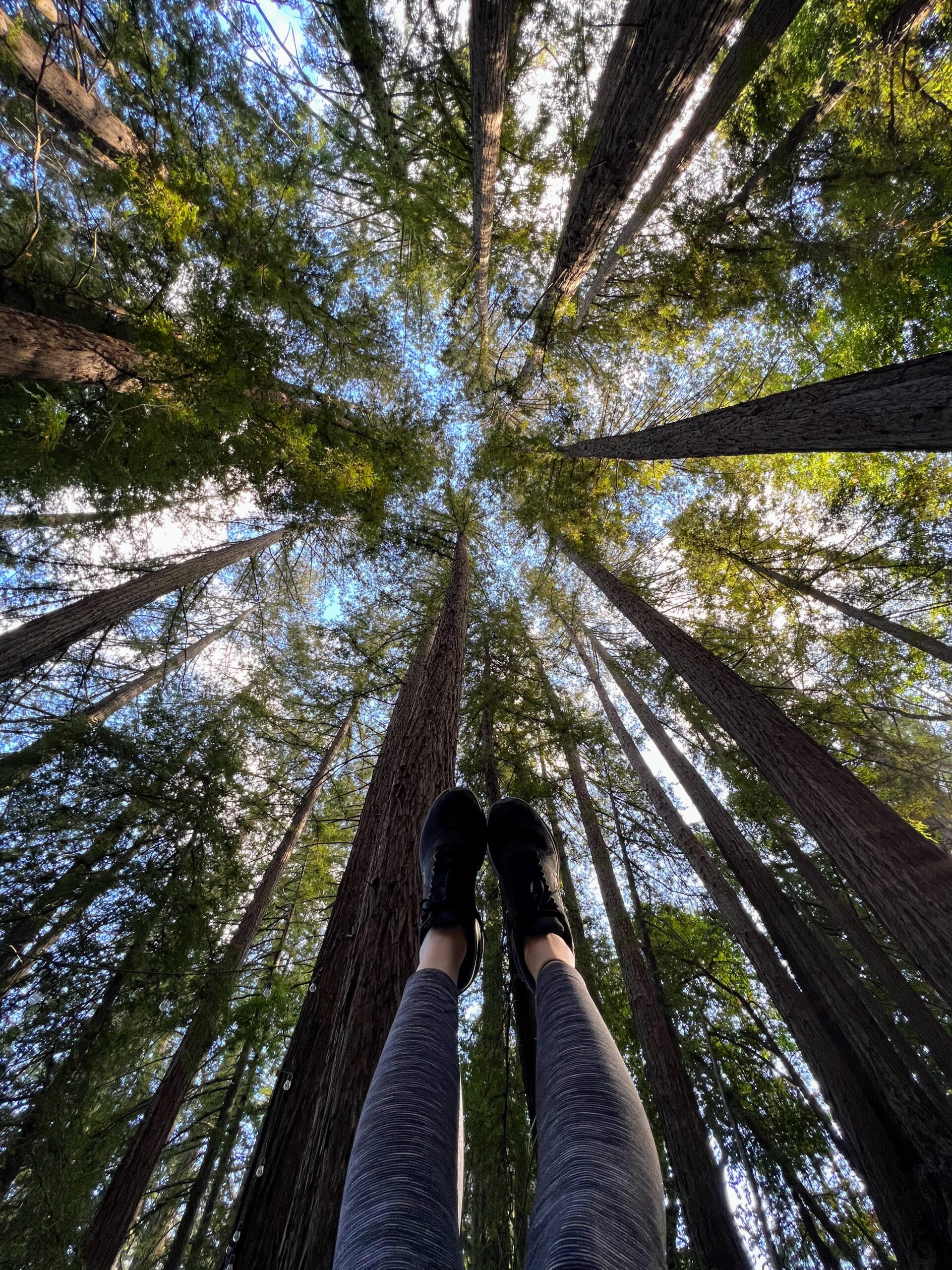 Trees during a nature walk at a women’s retreat in the mountains.